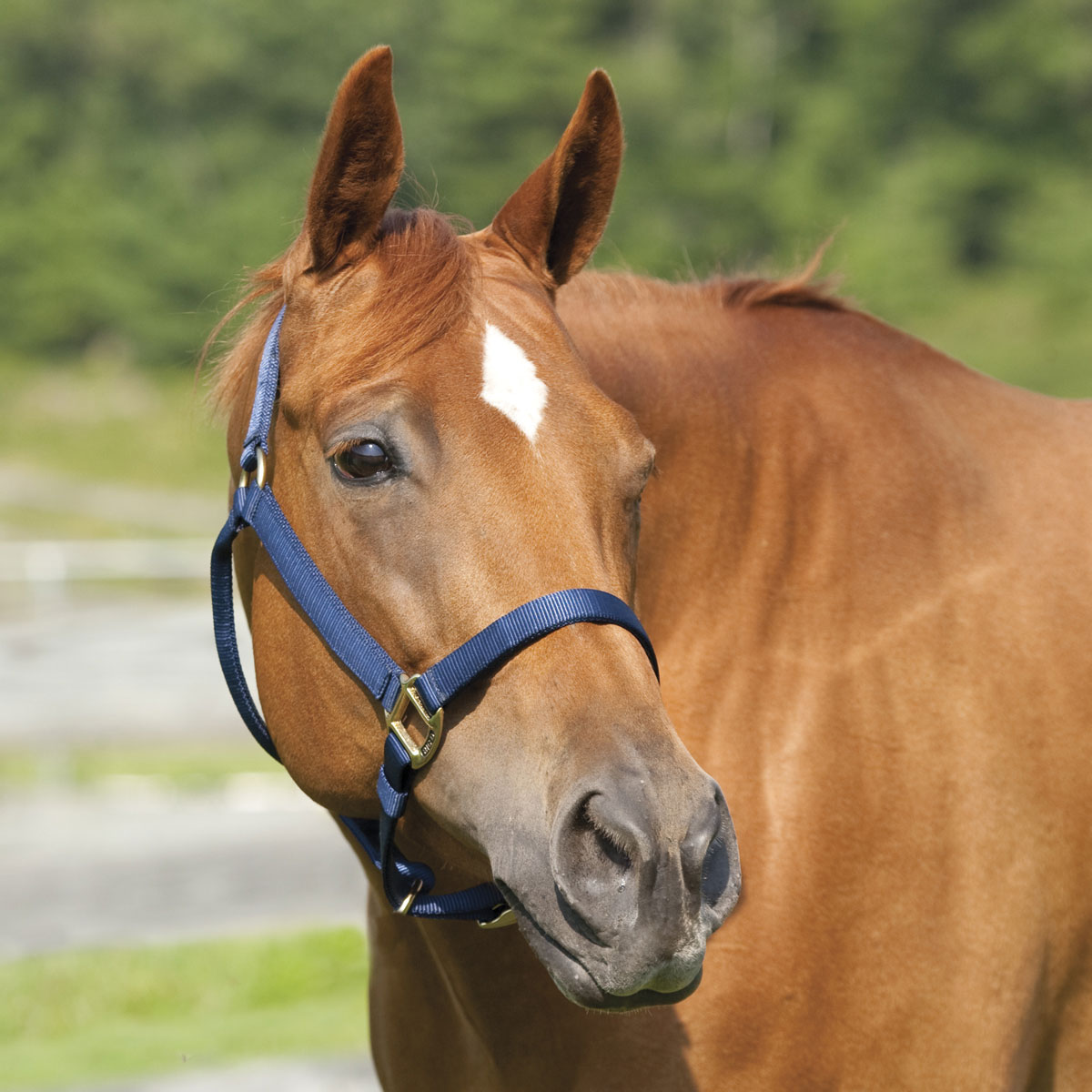 14mm Red Polypropylene Plain Show Rope Halter x 10ft Cow Sheep Horse 