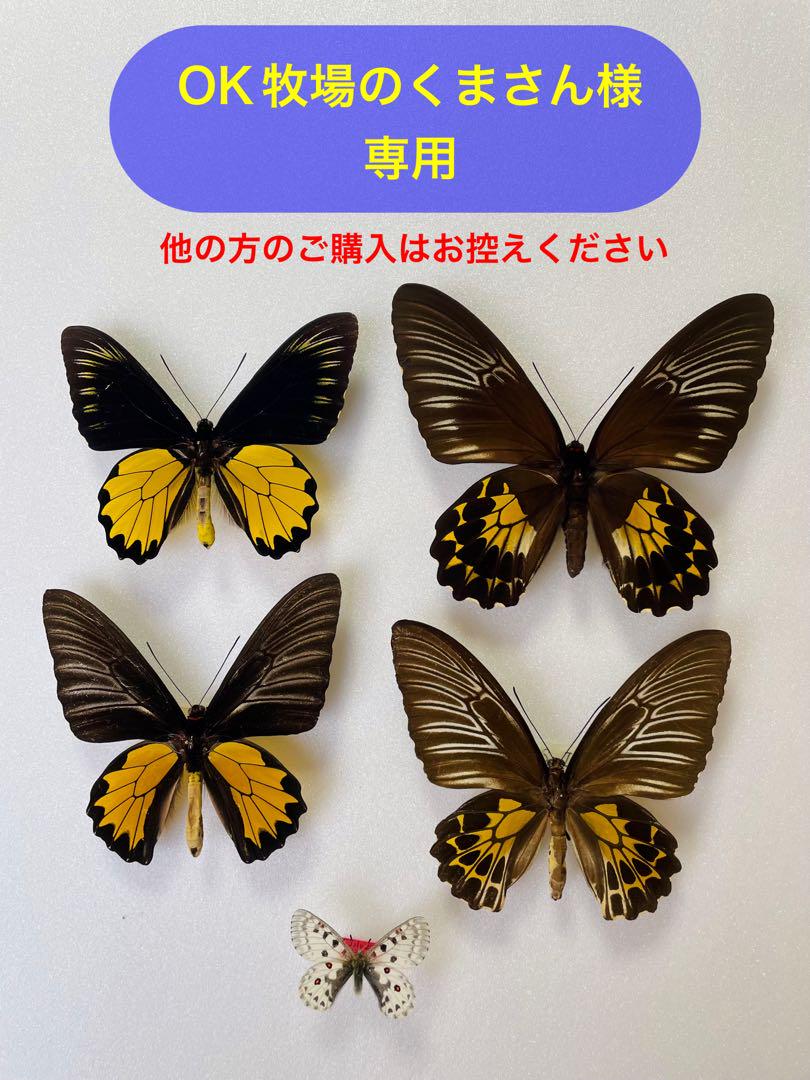 OK牧場のくまさん