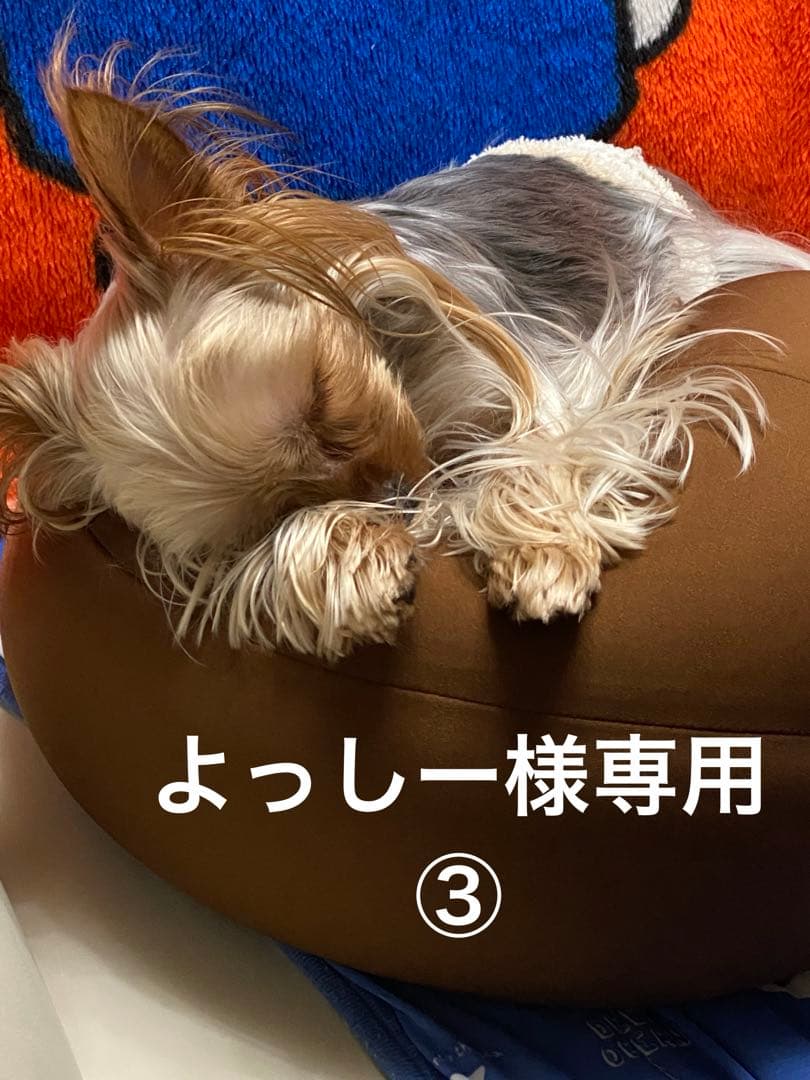 レイズボルクレーシング③
