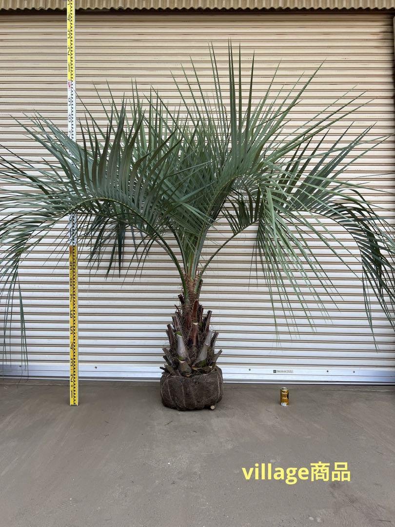送料込み　ココスヤシ  シルバーリーフ　幹極太　形状良 新築　鉢植え等に　現品