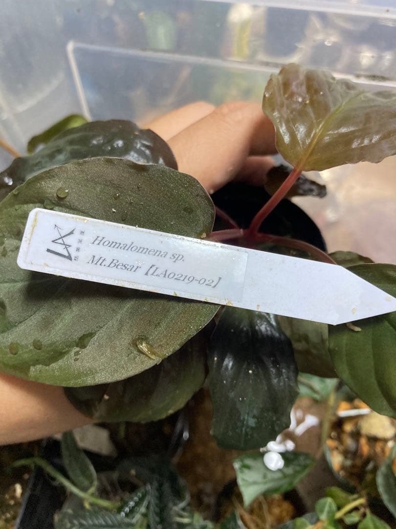 LA正規タグ付き　Homalomena sp. from Mt.besar