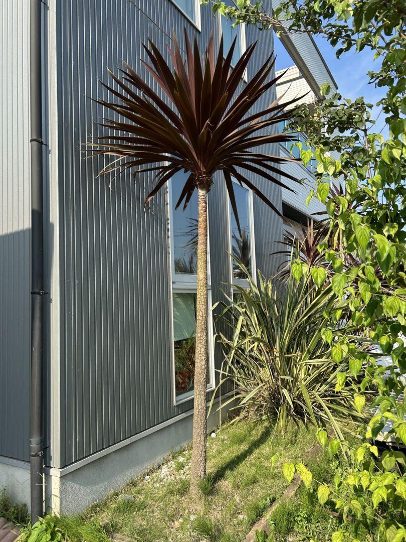 1万円引き⭐︎ 全長230cm コルジリネ　レッドスター　観葉植物　庭木　ドラセナ
