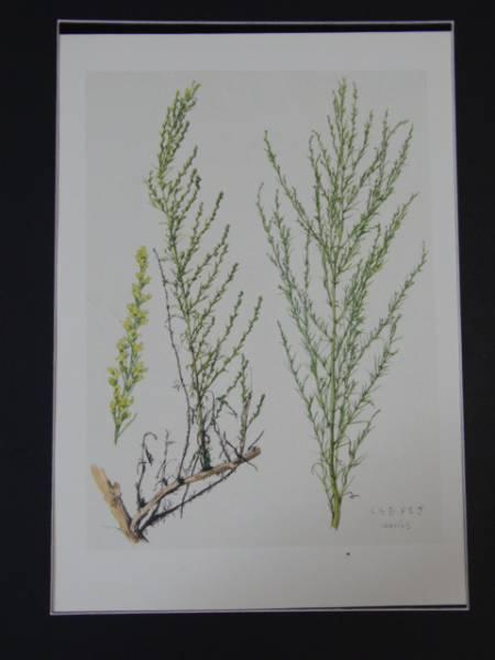 小磯良平、くらむよもぎ、植物画、版上サイン入り、新品額付