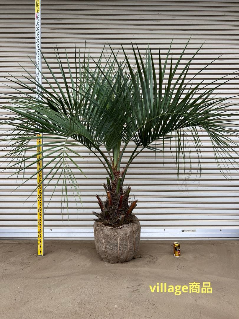 送料込み　ココスヤシ  シルバーリーフ　形状良　幹太　庭木　新築鉢植え等 現品