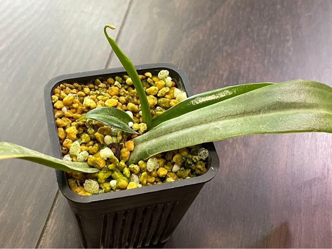 食虫植物N.ventricosa Polis Pass AOK-IHR