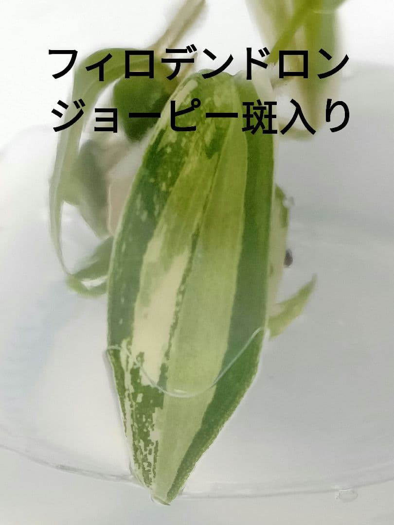 フィロデンドロン ジョーピー斑入り#1 Philodendron Joepii