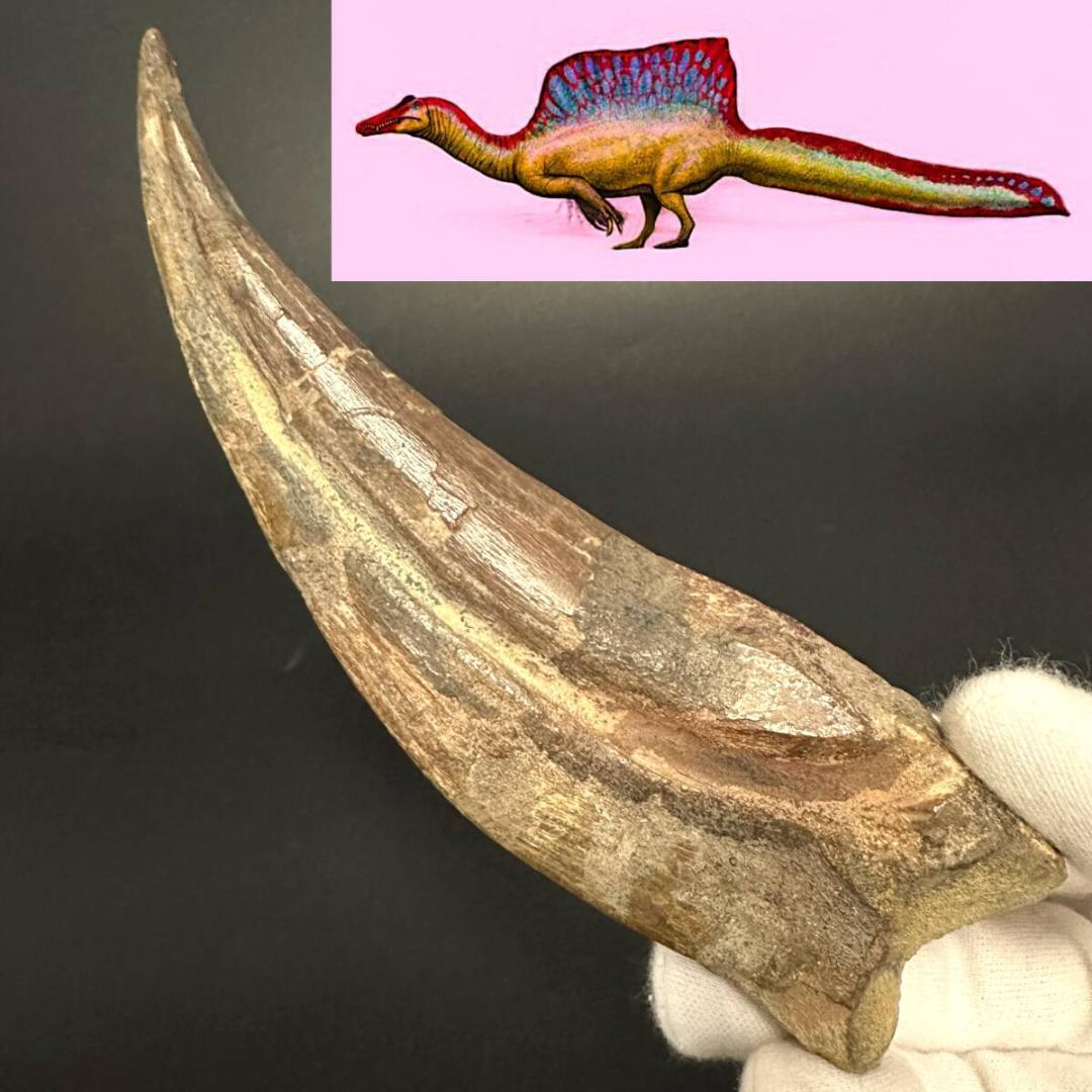 スピノサウルス ハンドクロウ かぎ爪 歯 牙 化石 恐竜 三葉虫 1084