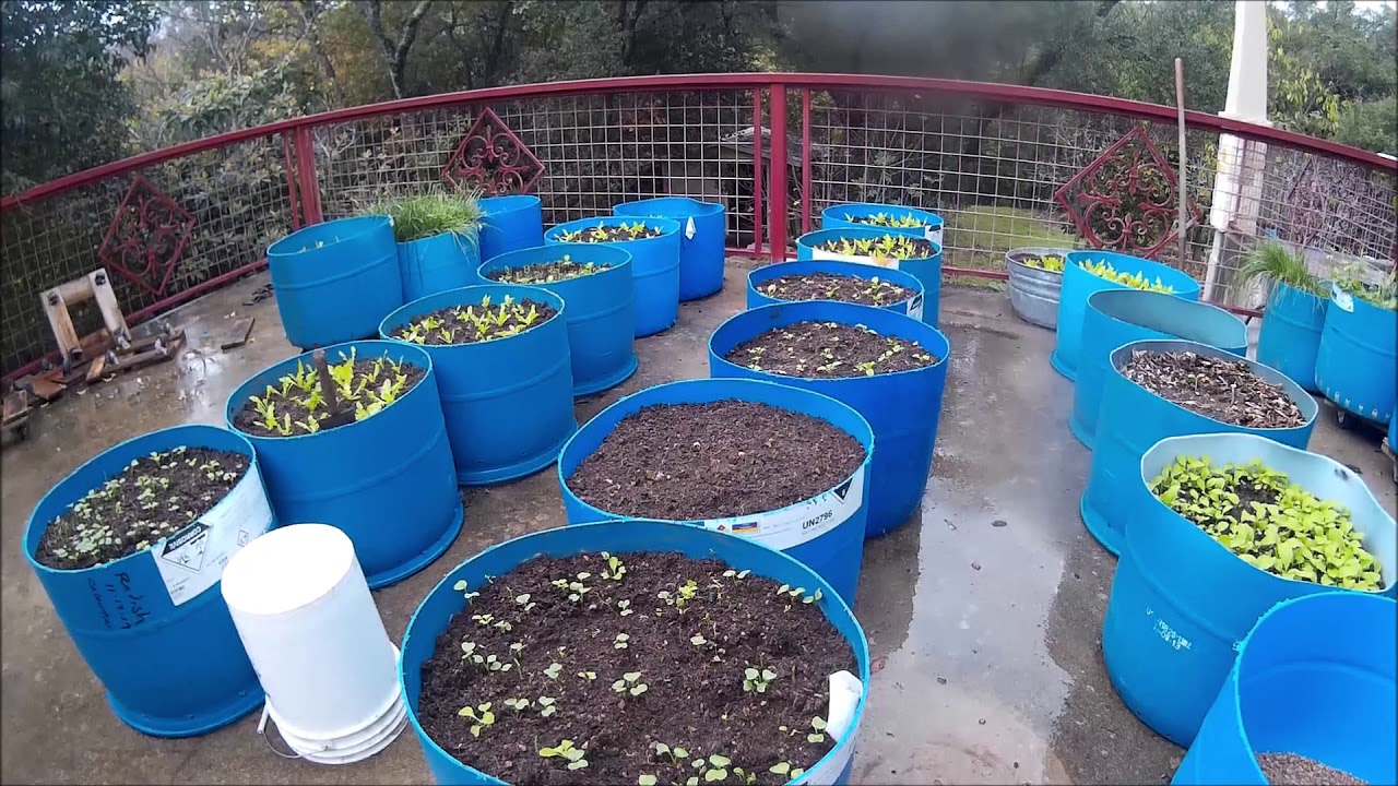 205 LITRE/45 GALLON STEEL DRUM/BARREL/CONTAINER/PLANTER FOR TREES/METAL/FEED/BIN 205 LITRE/45 GALLON STEEL DRUM/BARREL/CONTAINER/PLANTER FOR TREES/METAL/FEED/BIN